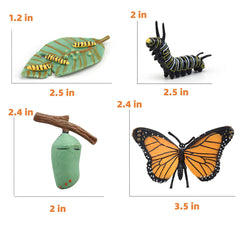 Butterfly life cycle cards accompanying figures