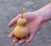 Mini Bottle Gourds Medium 12 Count ready to craft
