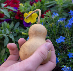 Dried and washed natural gourds for painting and decor