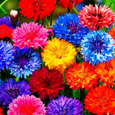 Mixrug 1107+ perennial cornflower seeds mix seed packet