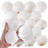 natural white scallop shells 3 inch size for diy crafts