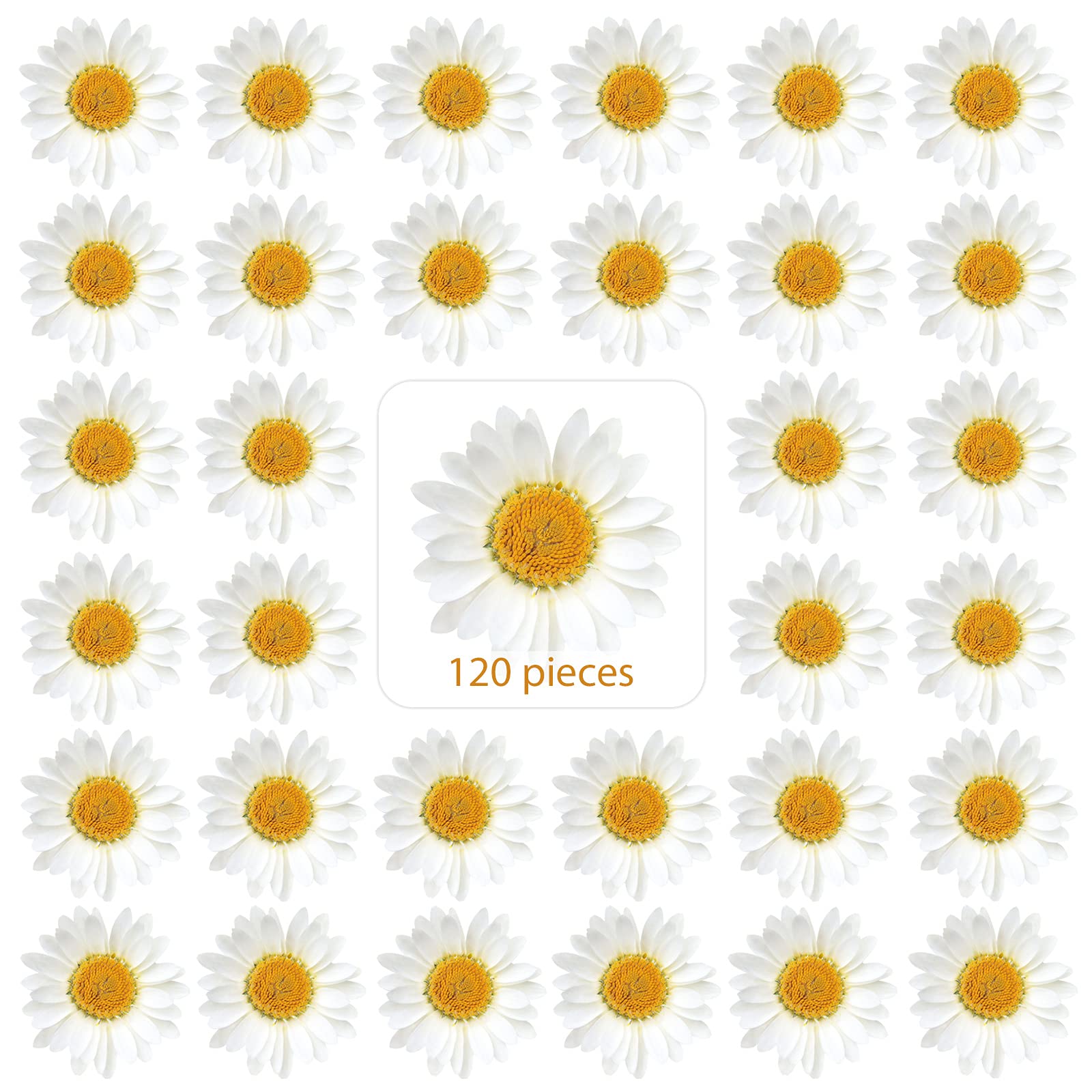 Nuanchu dried pressed daisies 120 pieces size 2.5-3 cm