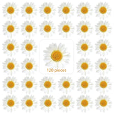 Nuanchu dried pressed daisies 120 pieces size 2.5-3 cm