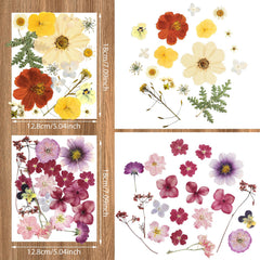Real dried pressed flower varieties for DIY projects