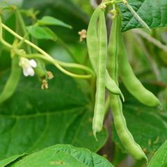 Blue Lake bush bean seeds 18g 55 seeds image