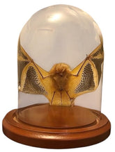Open Wing Bat in Dome Kerivoula picta in glass dome