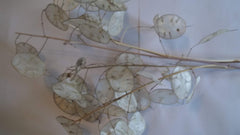 Lunaria disc-shaped silicles viewed with backlight