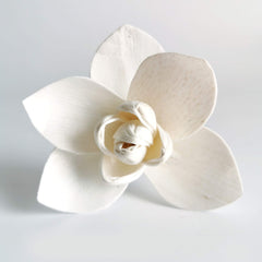 Sesbania wood Sola Flower diffuer with cotton rope