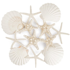 PPCLION natural starfish 4-5 inch set of 12 pieces for crafts