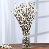 PussyWillow preserved branches 30 stems Snow variety for vases