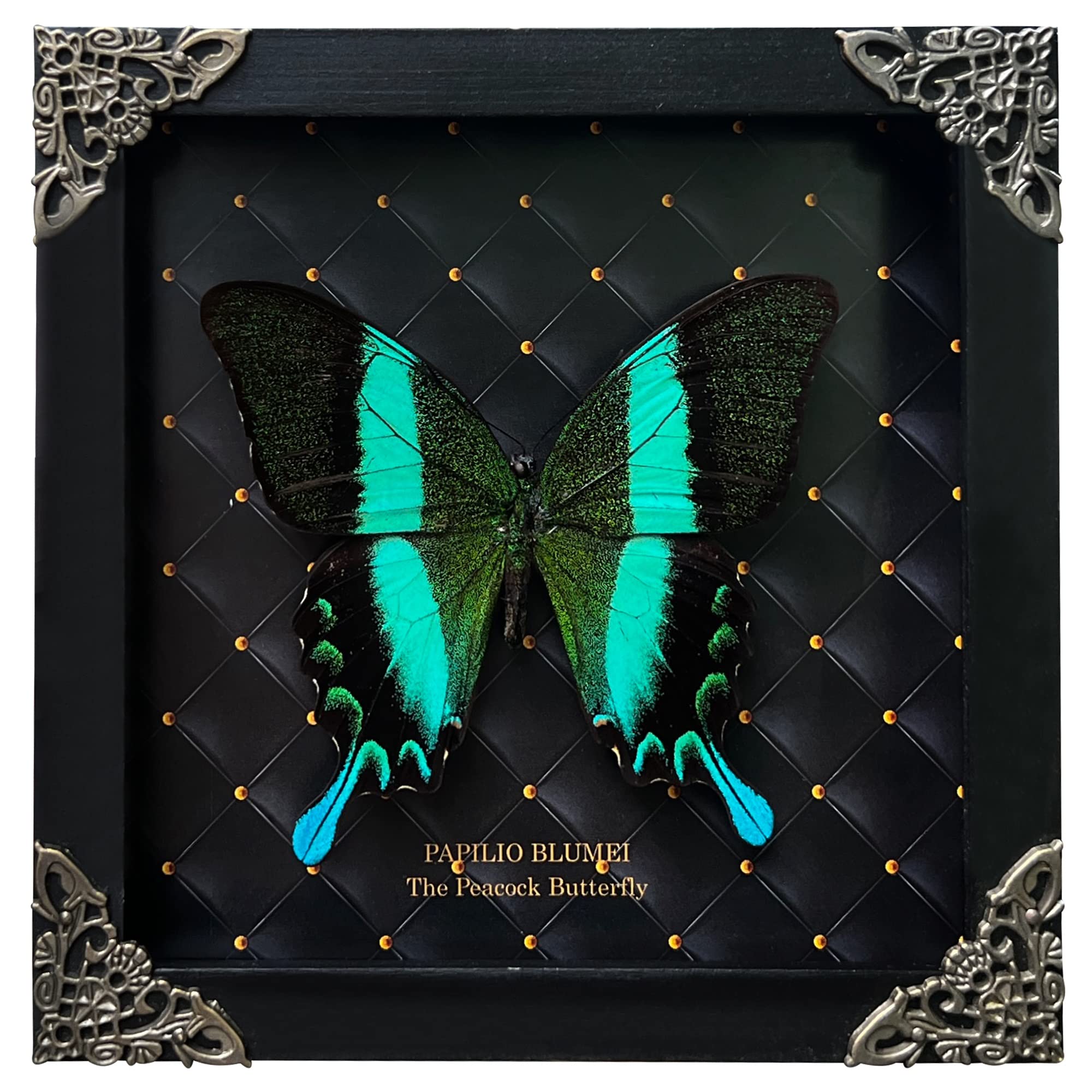 Real Peacock Swallowtail Butterfly in a rhombus frame