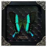Real Peacock Swallowtail Butterfly in a rhombus frame