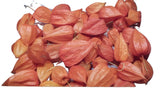 ReWood Products LLC dried Physalis seed pods 25 count