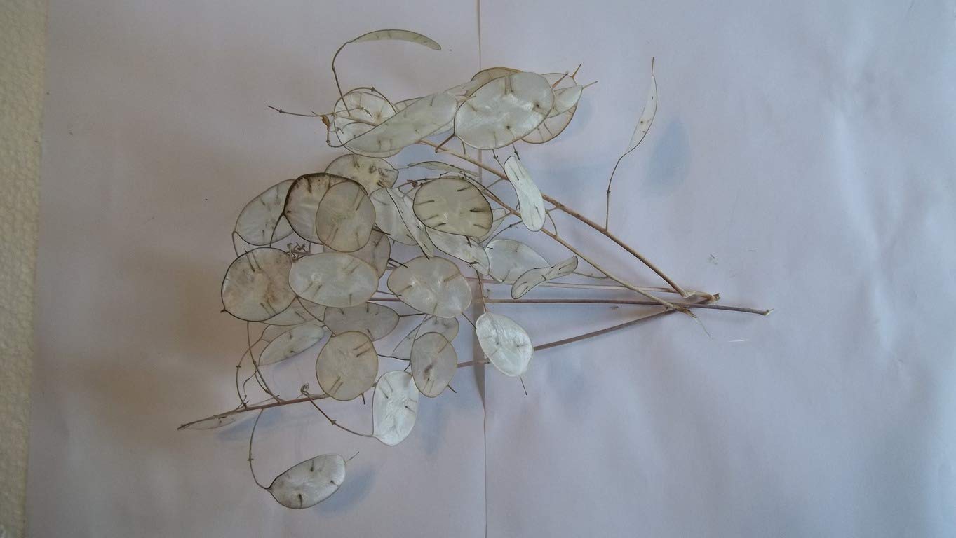 ReWood Products LLC Dried Lunaria five stems 4-6 inches long with translucent disc-shaped silicles