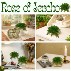 Rose of Jericho home decor display in bowl or terrarium