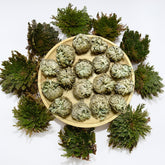 11 pack Rose of Jericho resurrection plants in dried form