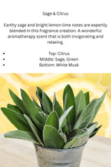 Six cubes of Sage & Citrus soy wax melt fragrance for warmer