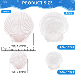 white natural scallop shells 2-3 inches