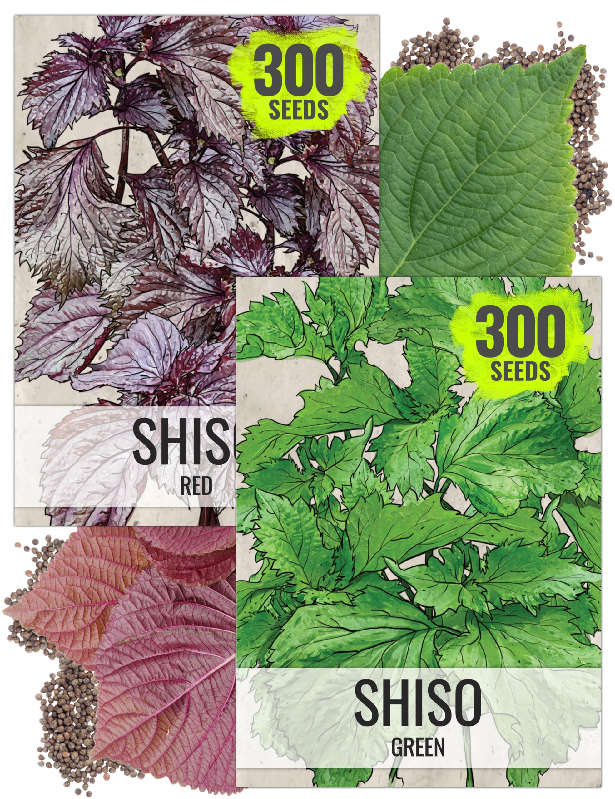 Green shiso seed packet illustration from Seed Needs