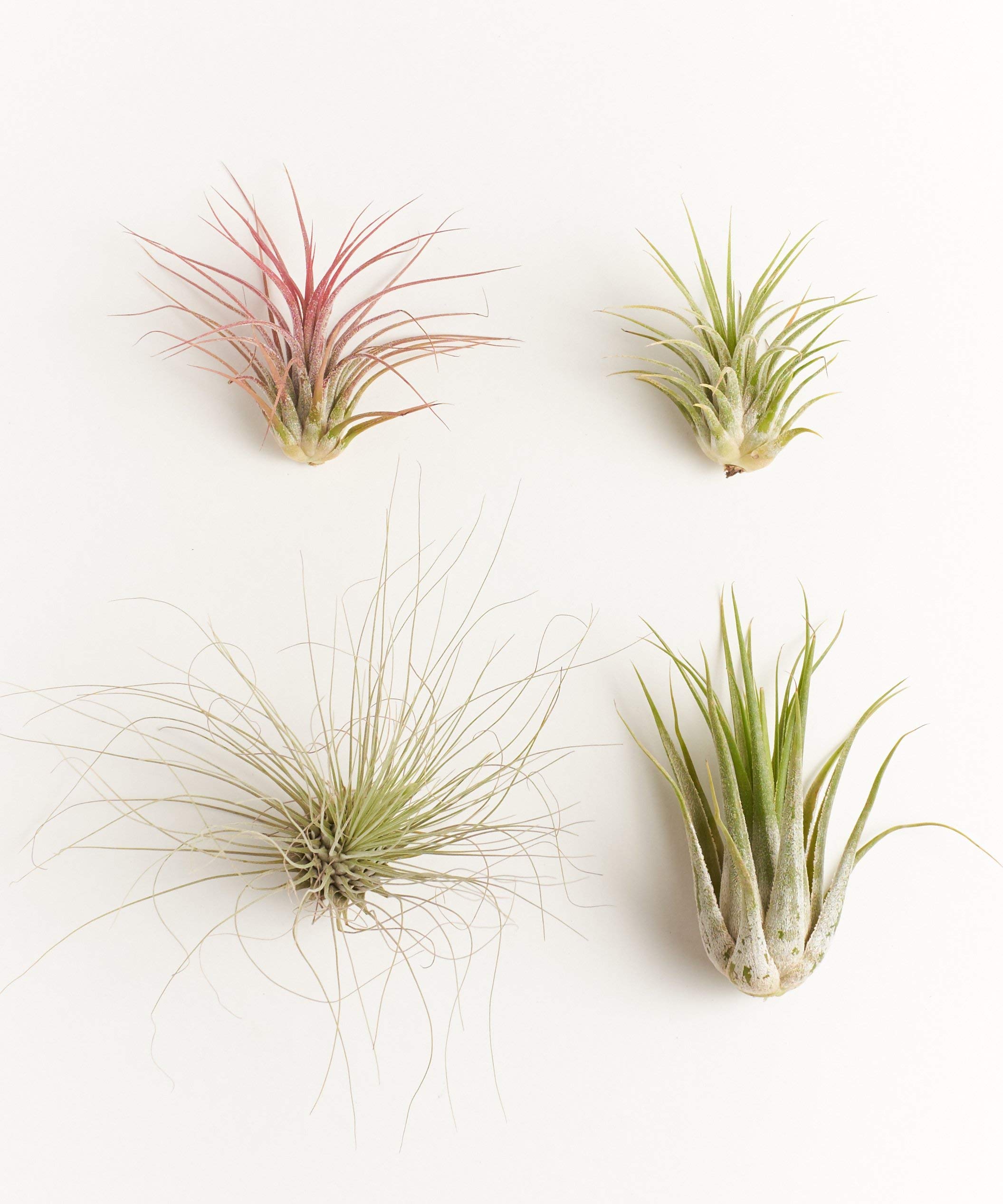 Shop Succulents air plants 4-pack assorted species hand selected