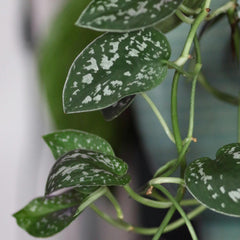 Silver Satin Scindapsus pothos variation