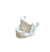 Skull jaw mandible card holder for medical professionals