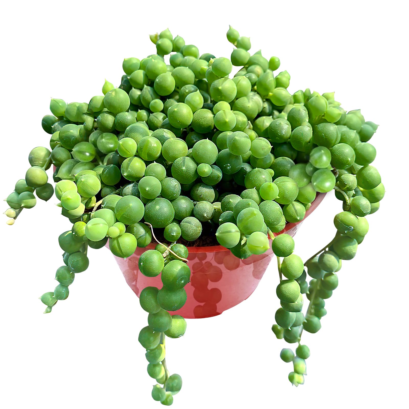 Sprout N Green String of Pearls trailing succulent in a 4 inch starter planter