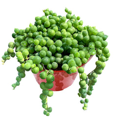 Sprout N Green String of Pearls trailing succulent in a 4 inch starter planter