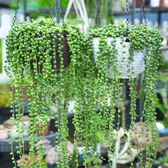 String of pearls leaves bead-like trailing plant from Sprout N Green