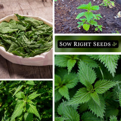 Stinging nettle plant grows 2-6 feet tall from seed