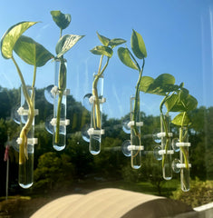 glass test tube vases with 14 suction cups