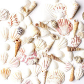 Super Z Outlet mixed ocean beach seashells assortment for decorations