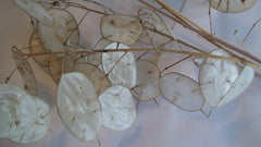 Lunaria stems suitable for wreaths and centerpieces