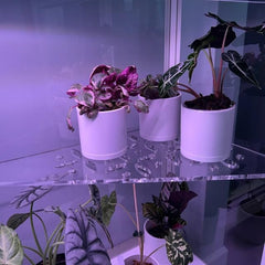 Durable shatter-resistant acrylic corner shelf