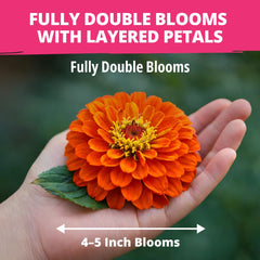 Zinnia Dahlia seeds 524 pack for borders beds and containers