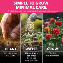 Zinnia elegans seeds product image