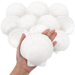 10pcs large natural scallop shells 4-5 inches in white