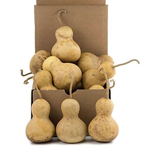 Box of 12 gourds for ornaments and snowman crafts