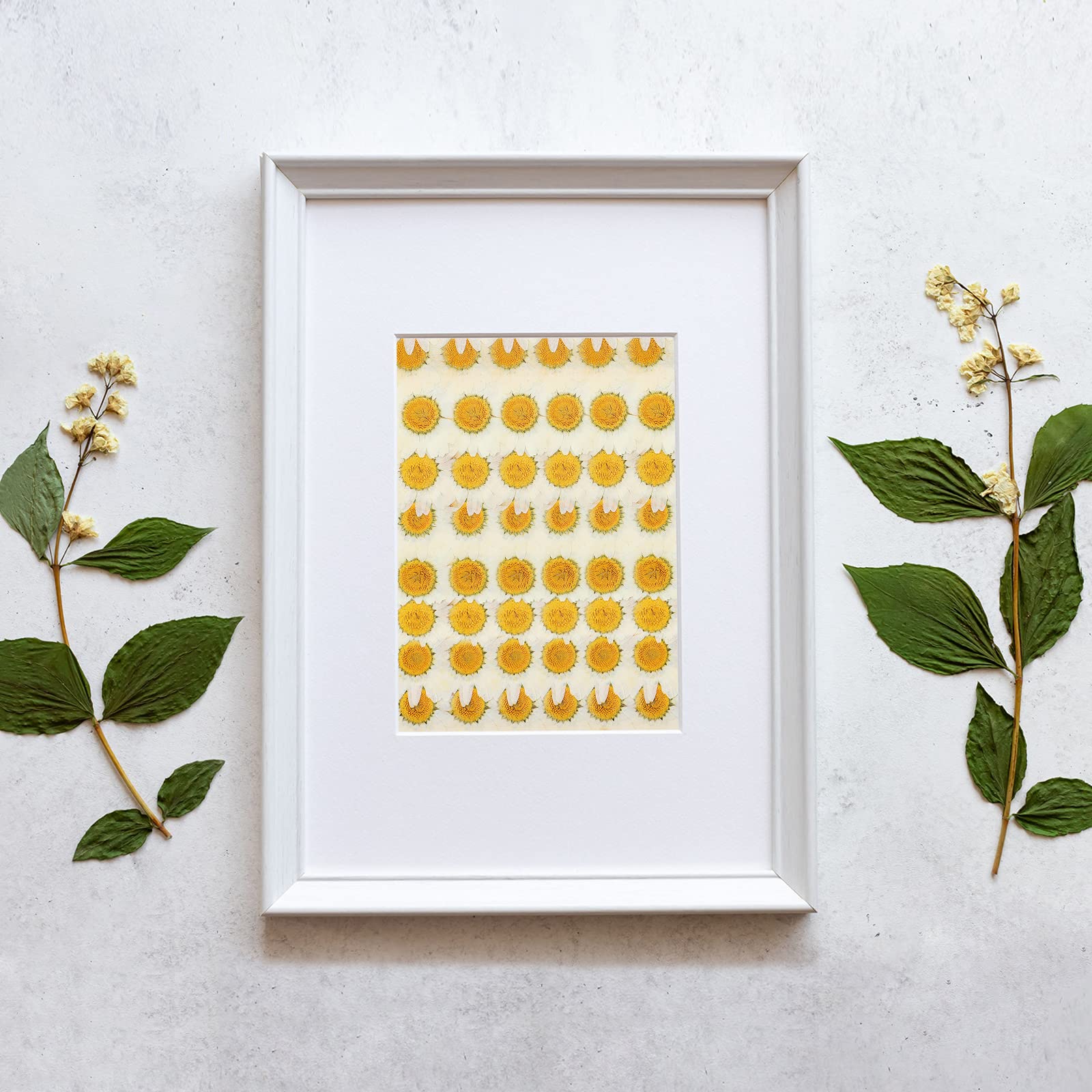 Color as picture shown dried daisies from Nuanchu