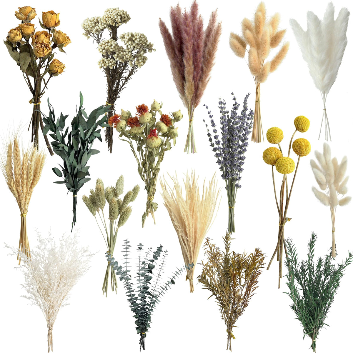16 varieties dried flowers set with stems 7-8 inches