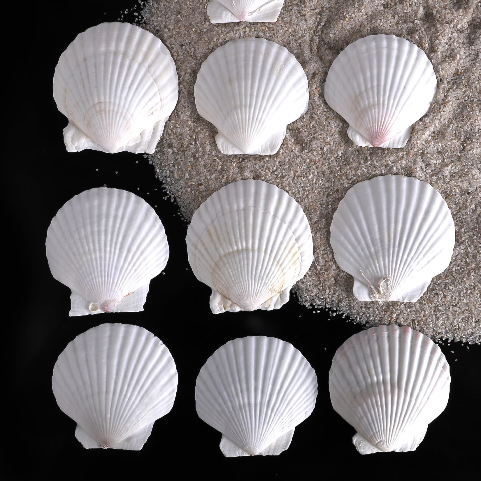 scallop shells sea shells for wall art and crafts
