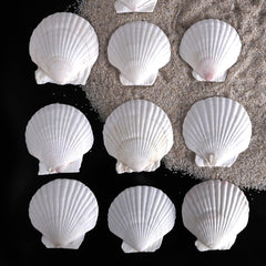 scallop shells sea shells for wall art and crafts