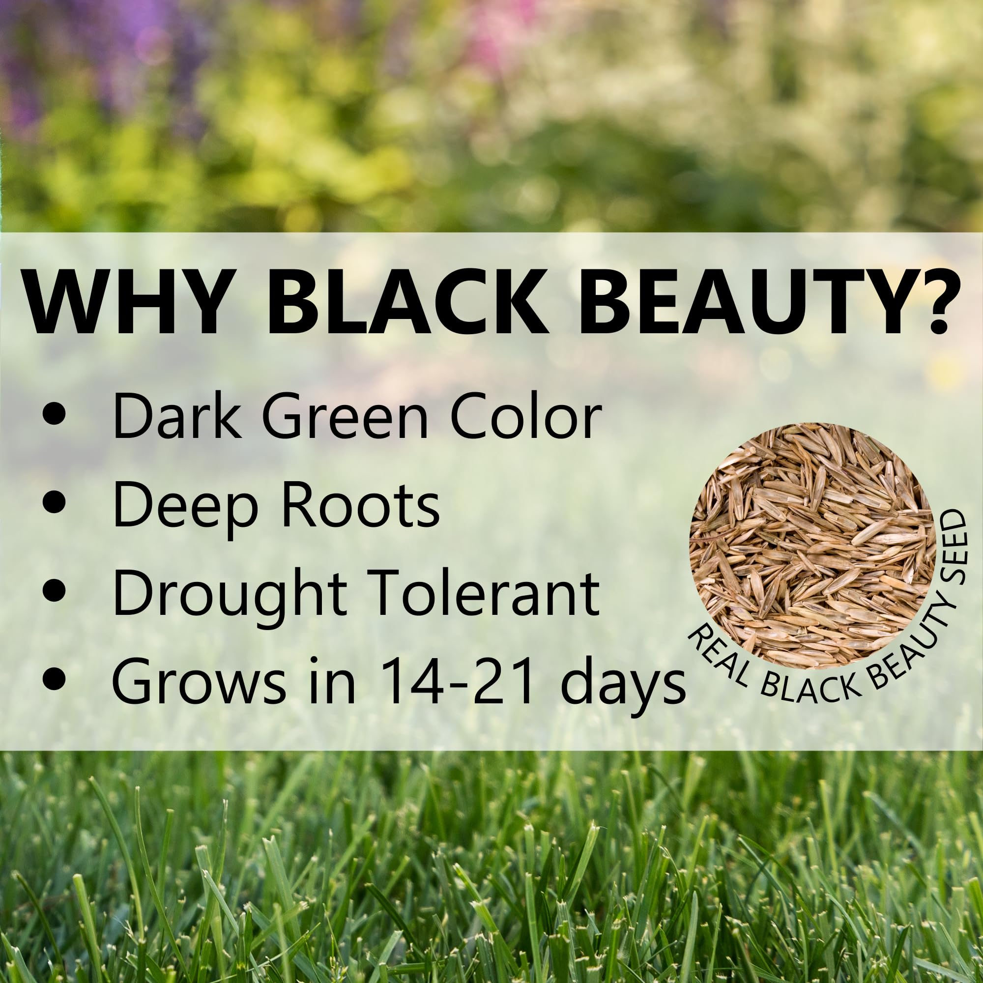 Germination 14 to 21 days for Black Beauty seed mix