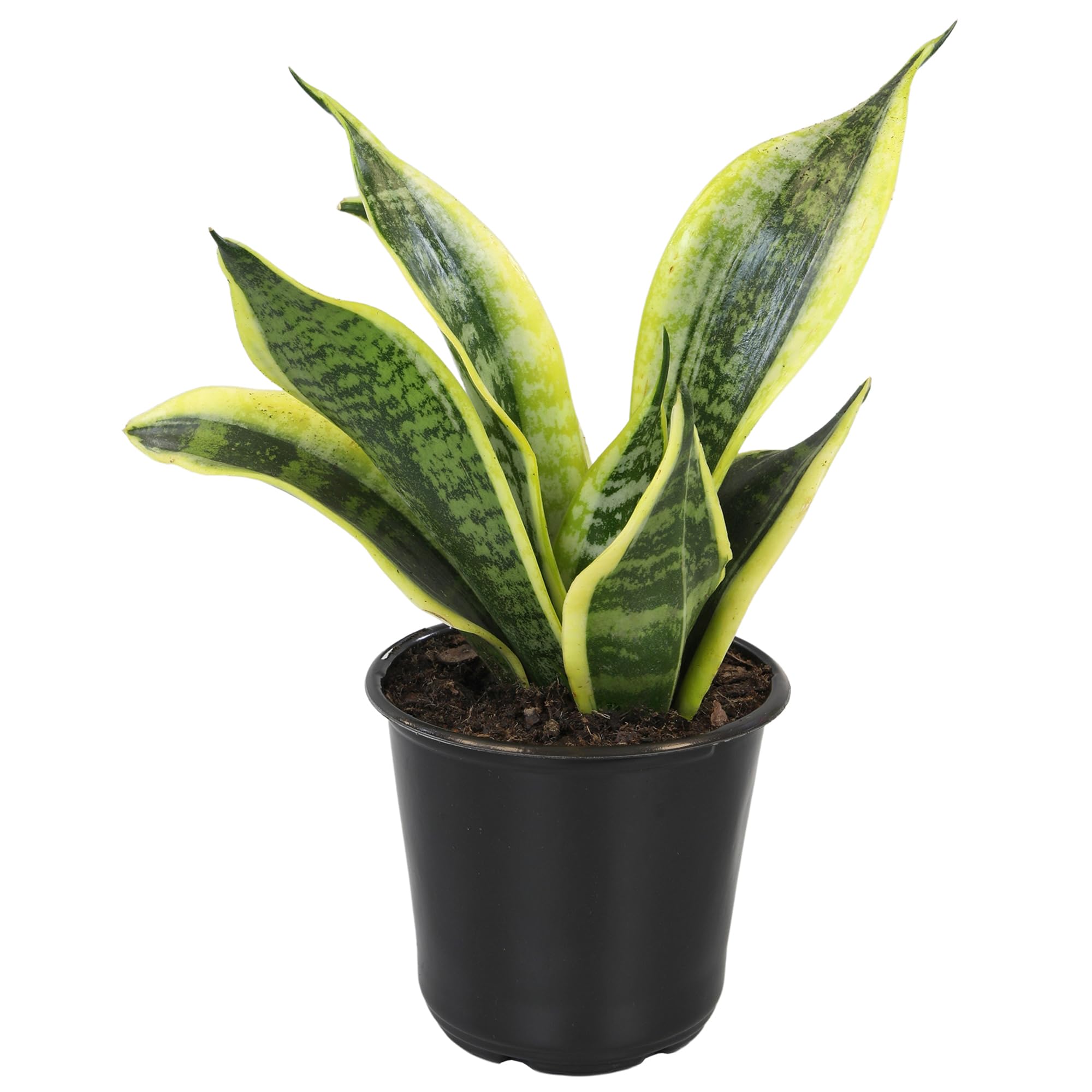Sansevieria Superba cultivar by Altman Plants