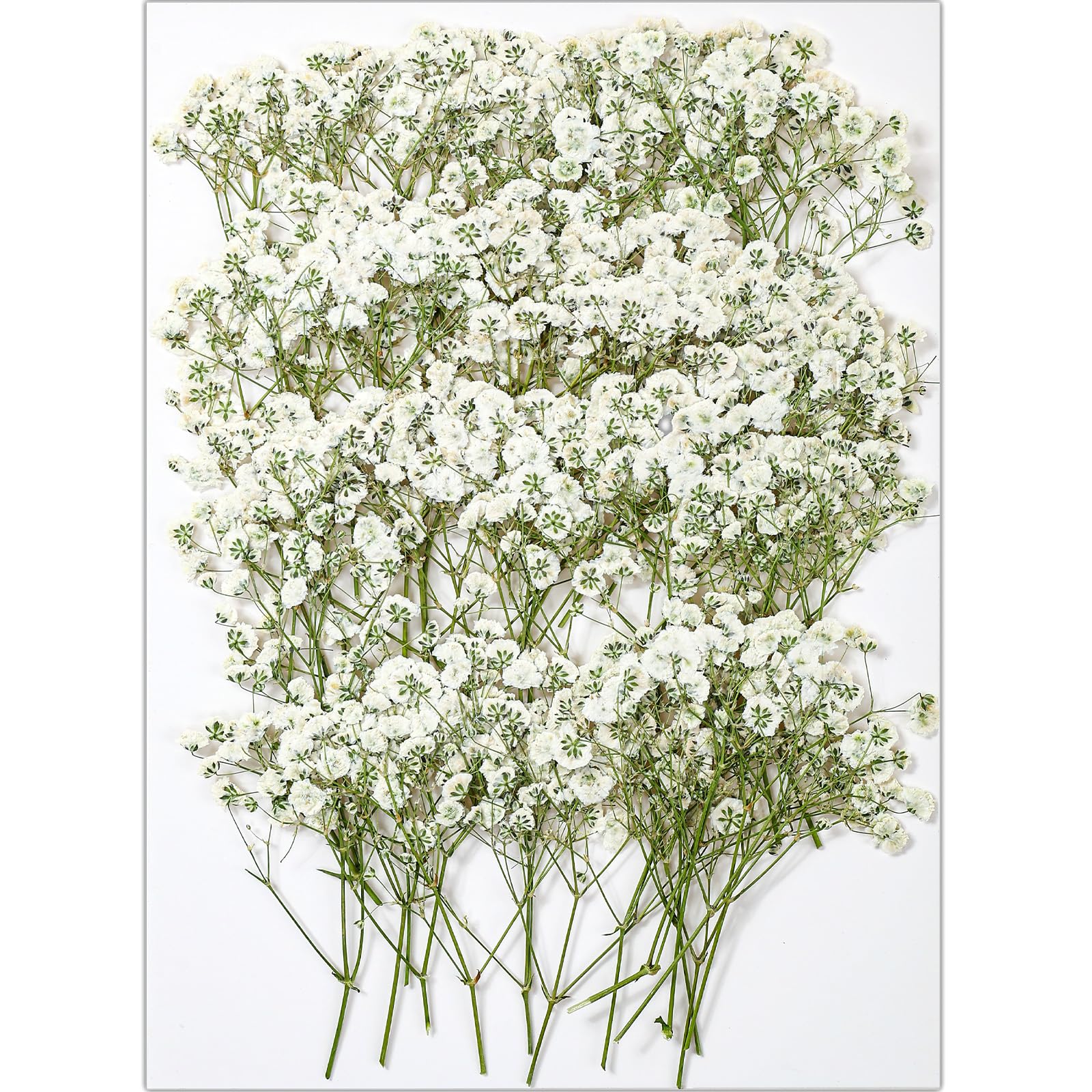56Pcs White Babys Breath pressed flowers bulk for crafts