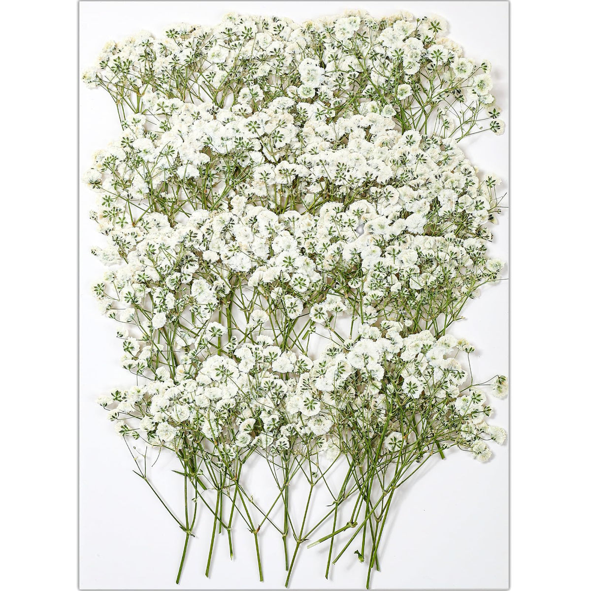 56Pcs White Babys Breath pressed flowers bulk for crafts