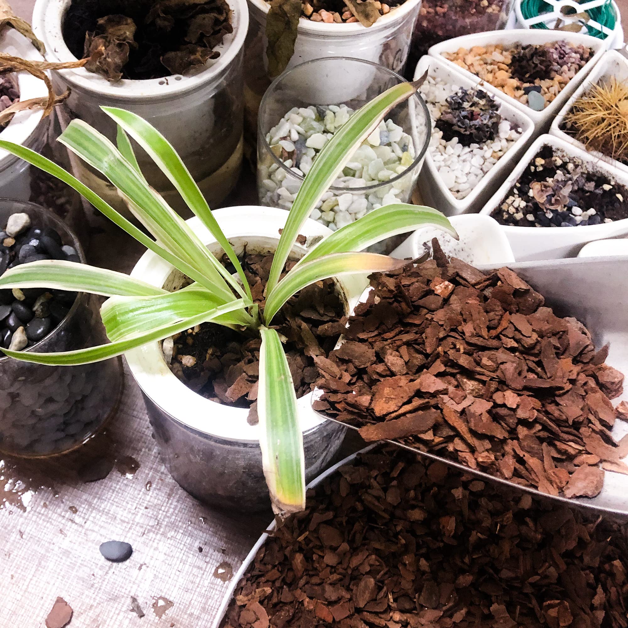 9-quart bark pack for orchids