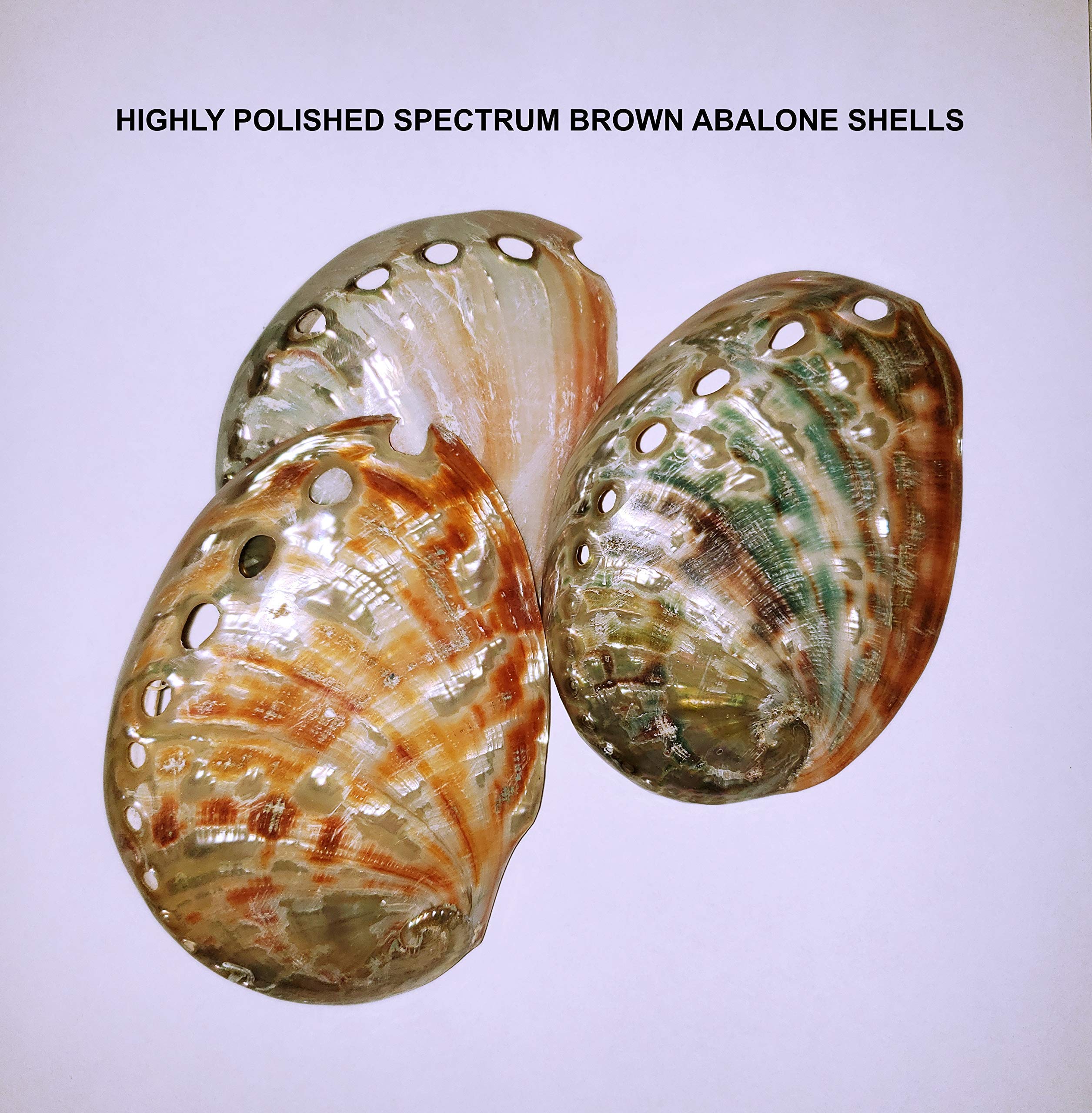 Brown polished abalone shells on wreath