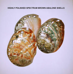 Brown polished abalone shells on wreath