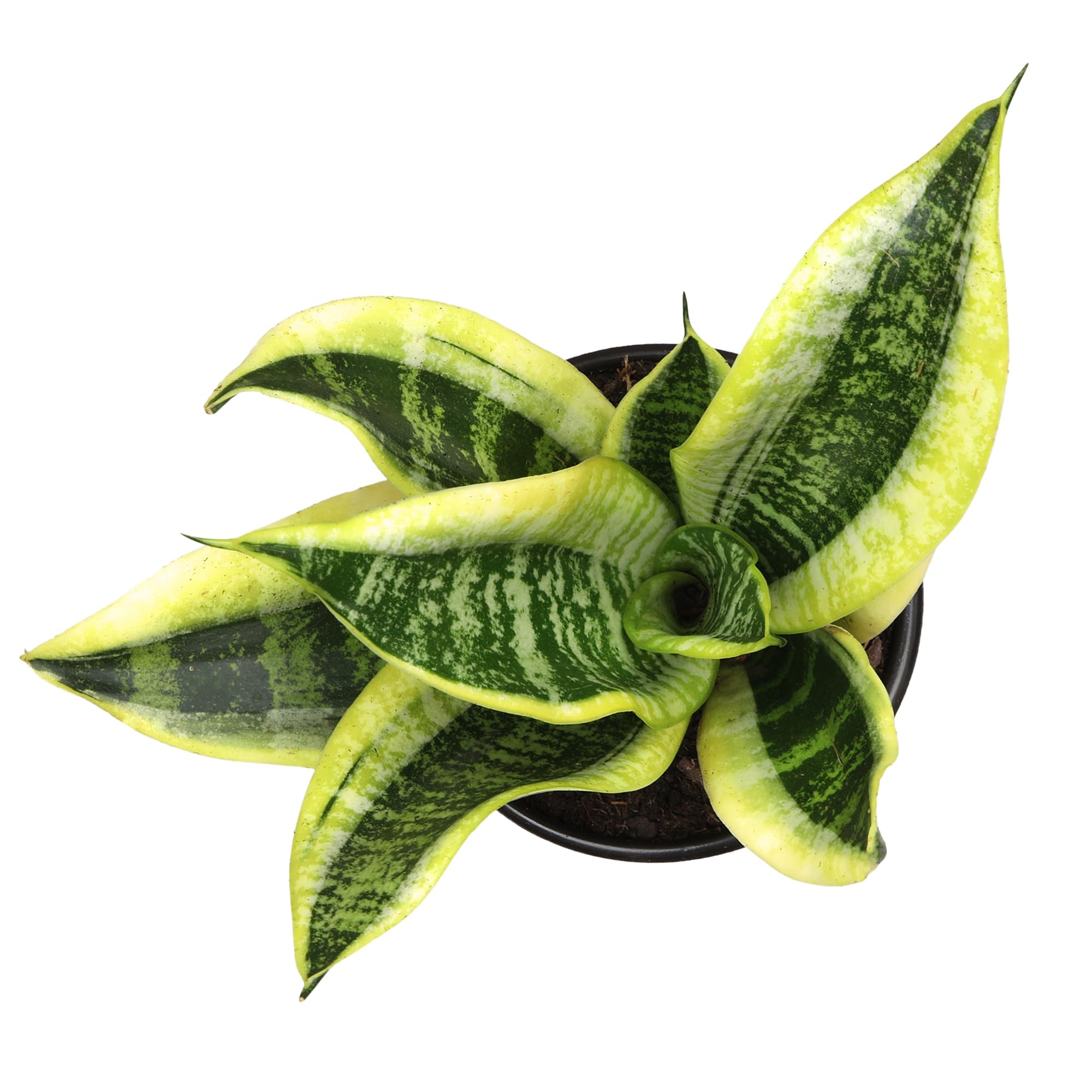 Low maintenance snake plant for busy spaces